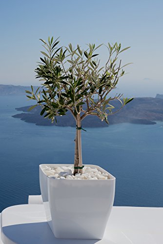 Olivenbaum, Ölbaum, Olea europaea 5 Samen - Bonsai, Zimmerpflanze von Grow Your Secret Garden