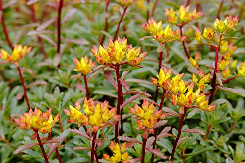 Orange Fetthenne 70 Samen, Sedum Floriferum, Mauerpfeffer von Grow Your Secret Garden