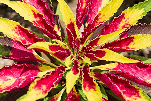 Papageienkraut 60 Samen (Amaranthus tricolor) Amaranth Samen von Grow Your Secret Garden