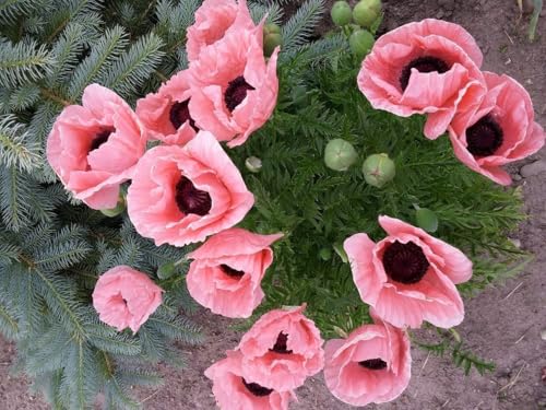 Papaver orientale 'Königin Alexandra' 50 Samen, Mohn 'Queen Alexandra' Riesenmohn (Poppy Queen Alexandra), Staude von Grow Your Secret Garden
