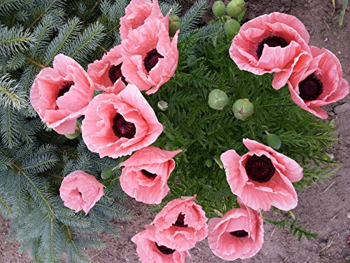 Papaver orientale 'Königin Alexandra' 50 Samen, Mohn 'Queen Alexandra' Riesenmohn (Poppy Queen Alexandra) von Grow Your Secret Garden