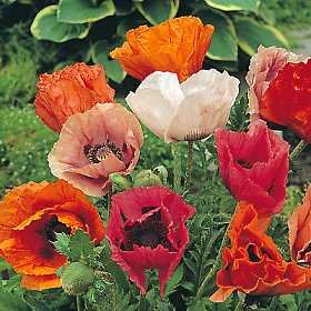 Papaver orientale Türkischer Riesenmohn Pizzicato Samen (50) Poppy Pizzicato von Grow Your Secret Garden