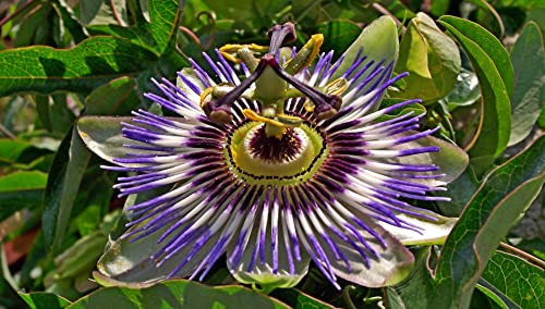 Passionsblume Mischung 10 Samen, Passiflora Samen - 4-5 Sorten in 1 Packung von Grow Your Secret Garden