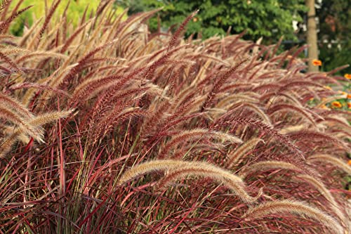 Pennisetum alopecuroides, Lampenputzergras 20 Samen - Staudengras von Grow Your Secret Garden