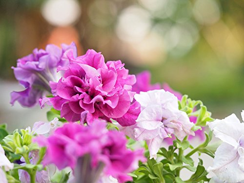 Petunie Double Cascade F1 Hybride Mischung - 15 Samen doppelblumig (Petunia Glorious Mix) von Grow Your Secret Garden