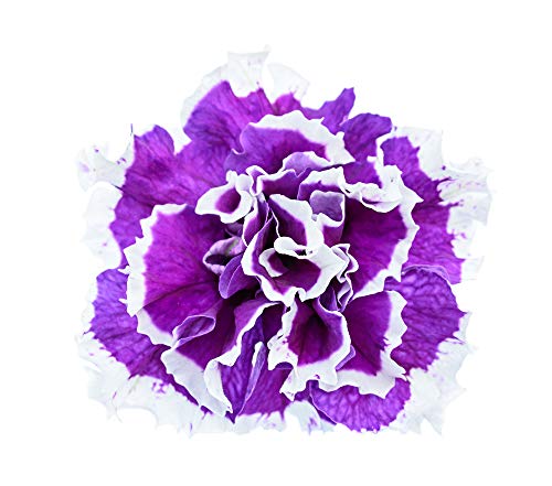 Petunie F1 Purple Pirouette 15 Samen, doppelblumig von Grow Your Secret Garden
