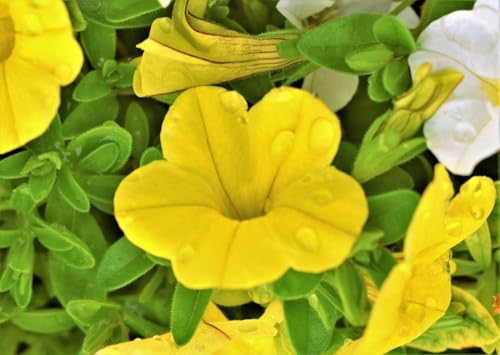 Petunie Gelbe - Helle Farbe, Kaskadierung, lange blühen Petunie Gelbe - Helle Farbe, Kaskadierung, lange blühen von Grow Your Secret Garden