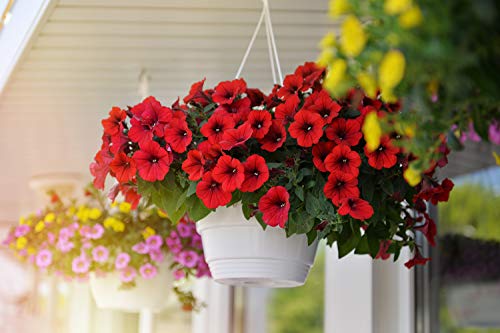 Petunie Rot 50 Samen - Helle Farbe, Kaskadierung, lange blühen von Grow Your Secret Garden