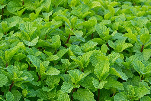 Pfefferminze 200 Samen - Mentha piperita (Peppermint) von Grow Your Secret Garden