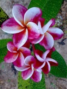 Plumeria 4 Samen"Elsie" Frangipani Samen von Grow Your Secret Garden