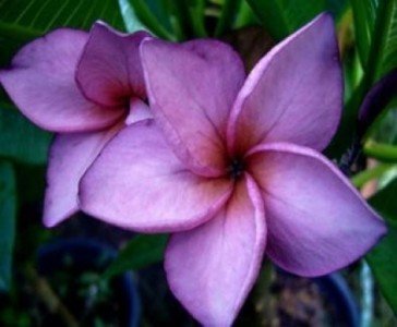 Plumeria 4 Samen"Mai Thai" Frangipani Samen von Grow Your Secret Garden