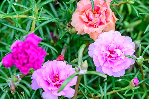 Portulakröschen 20 Samen "Tropical Mix", Portulaca - Voll gefüllte Blüten von Grow Your Secret Garden