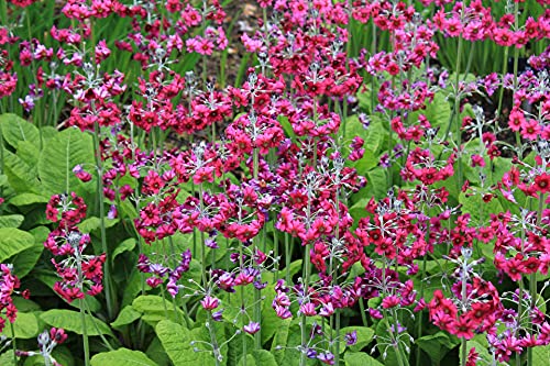 Primel, Etagenprimeln 50 Samen (Primula bulleyana) von Grow Your Secret Garden