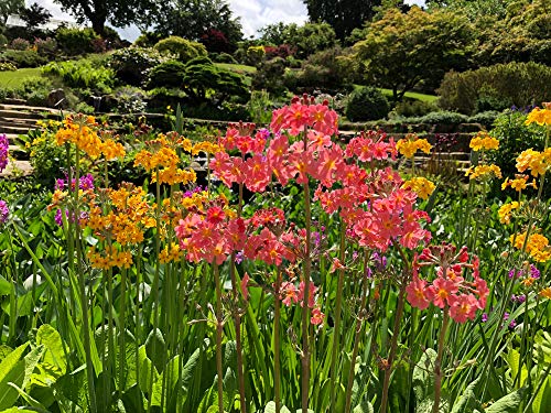 Primula hybrida Candelabra 50 Samen, Primel Schlüsselblume Candelabra von Grow Your Secret Garden