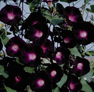 Prunkwinde ''Kniolas Black'' 10 Samen, Ipomea Samen-großen, seidigen Blüten von Grow Your Secret Garden