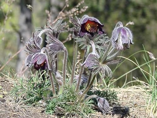 Pulsatilla pratensis ssp. nigricans - Schwarze Kuhschelle 10 Samen,Pulsatilla, Winterhart, stauden von Grow Your Secret Garden