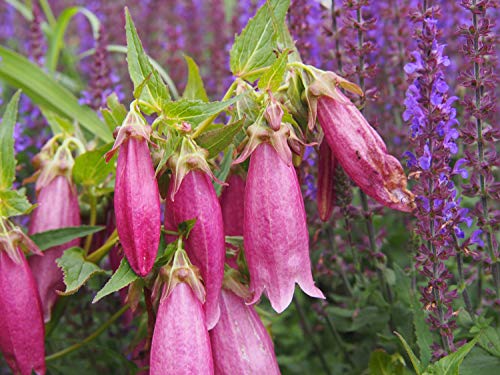 Punktierte Glockenblume 50 Samen, Campanula punctata von Grow Your Secret Garden