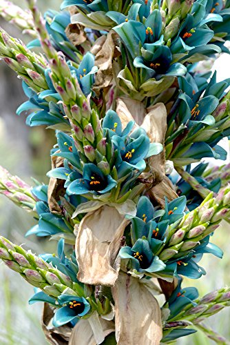 Puya Alpestris 5 Samen - Sapphire Turm von Grow Your Secret Garden