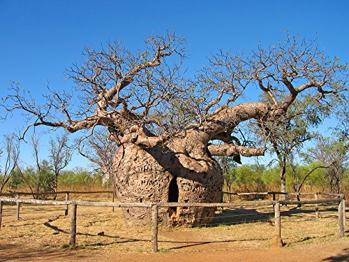 Queensland-Flaschenbaum, Glücksbaum 5 Samen (Brachychiton rupestris) Bonsai/Garten von Grow Your Secret Garden