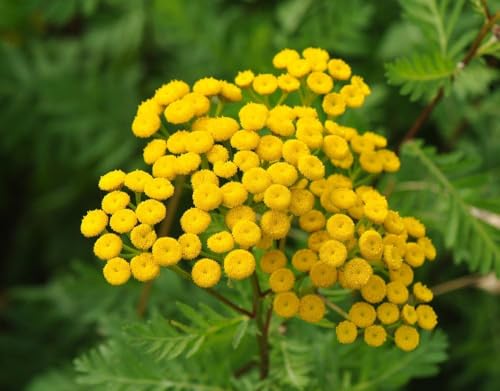 Rainfarn (Tanacetum vulgare) frosthart, gelb von Grow Your Secret Garden