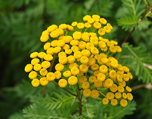 Rainfarn 200 Samen (Tanacetum vulgare) von Grow Your Secret Garden