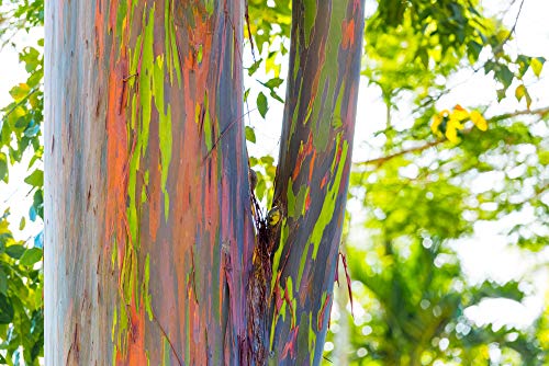 Regenbogenbaum 10 Samen- (Eucalyptus deglupta) Bonsai/Patio von Grow Your Secret Garden