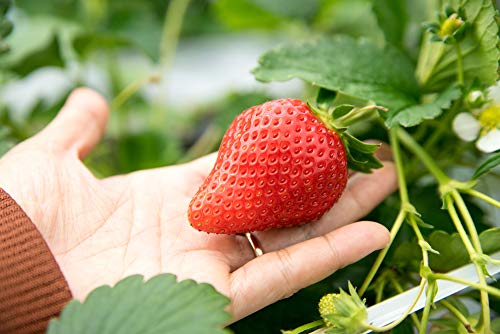 Riesen Erdbeere 10 Samen (Strawberry Giant) von Grow Your Secret Garden