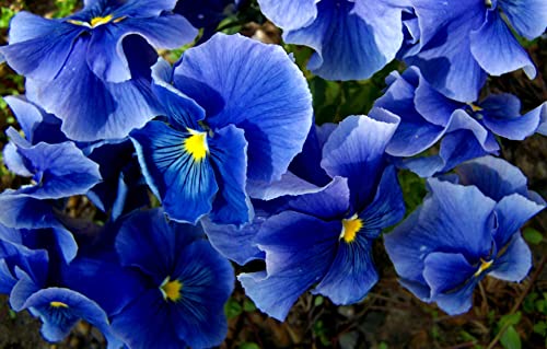 Riesen Stiefmütterchen Blua 'Schweizer Riesen' 70 Samen, (Blau Pansy) von Grow Your Secret Garden