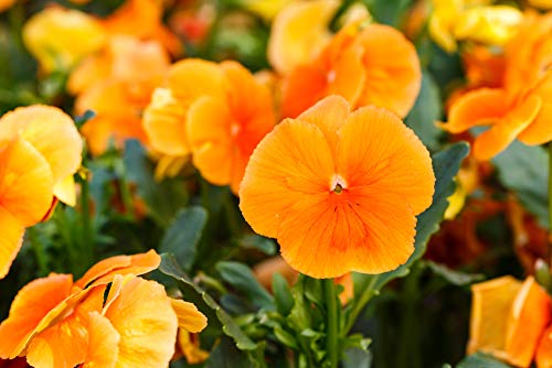 Riesen Stiefmütterchen Orange 'Schweizer Riesen' 70 Samen, (Pansy Orange) von Grow Your Secret Garden