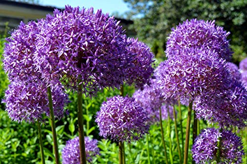 Riesen Zierlauch 'Globemaster' 10 Samen (Allium Giganteum) von Grow Your Secret Garden