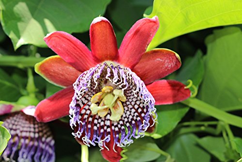 Riesengranadilla, Passionsblume 5 Samen - Passiflora quadrangularis von Grow Your Secret Garden