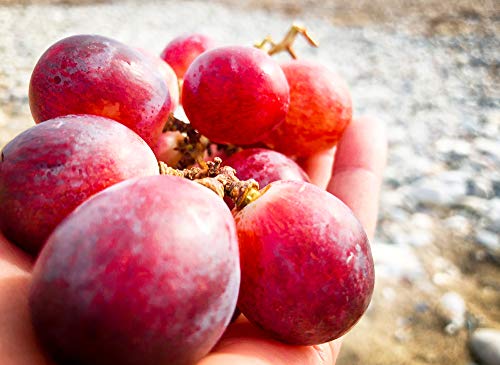 Riesige süße Weinrebe 5 Samen Trauben Rebe (Grape Red Globe) von Grow Your Secret Garden