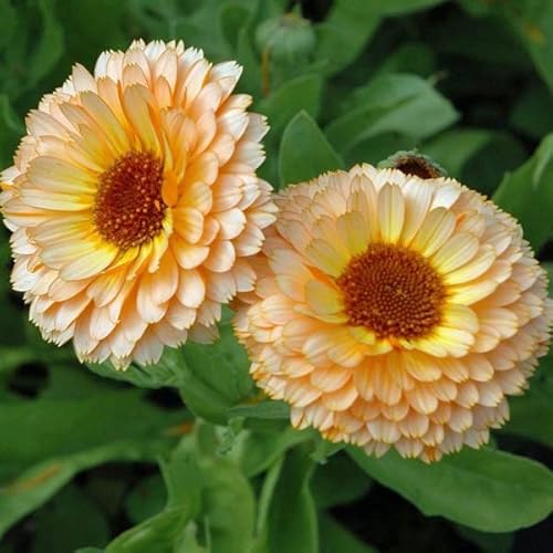 Ringelblume, Calendula ‚Pink beauty’ 100 Samen von Grow Your Secret Garden