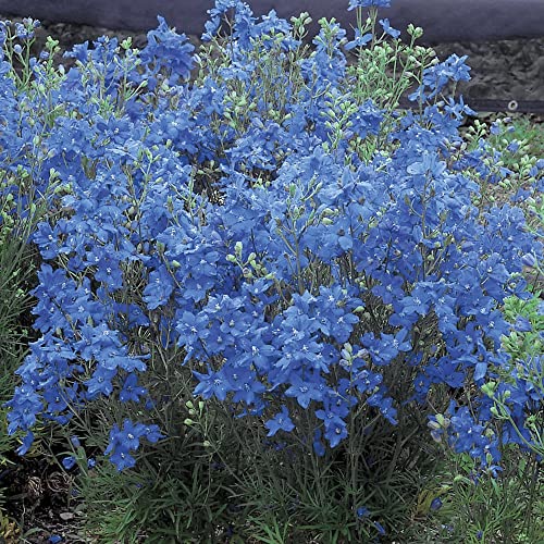 Rittersporn Blau - Delphinium grandiflorum 70 Samen von Grow Your Secret Garden