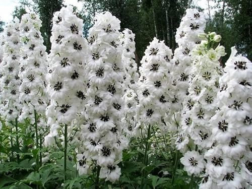 Rittersporn 'White with Dark Bee' Riesen Delphinium 15 Samen,mehrjährige Staude von Grow Your Secret Garden