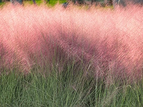 Rosa Haargras 10 Samen, Muhlenbergia,Ziergras, (Mulhy Grass) von Grow Your Secret Garden