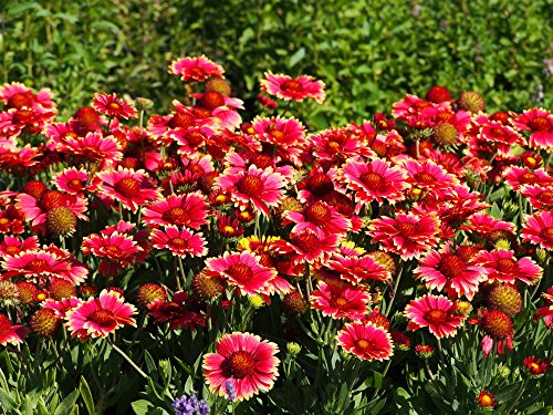 Rote Kokardenblume 30 Samen - Gaillardia 'Burgunder' von Grow Your Secret Garden