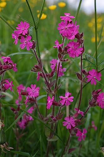 Rote Lichtnelke (Silene dioica) 100 Samen, Wildblumen von Grow Your Secret Garden