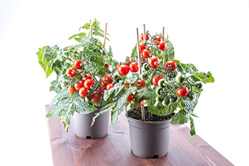 Rote Mini-Tomate 'Tiny Tim' Zwrg Tomate 20 Samen von Grow Your Secret Garden