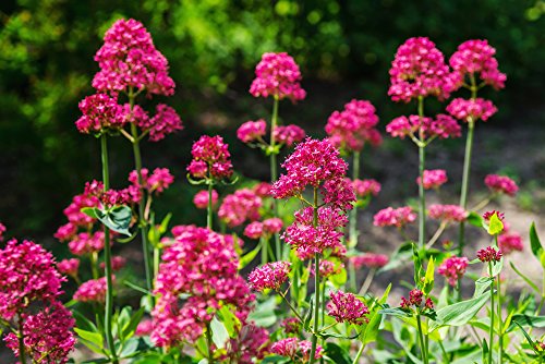 Rote Spornblume 30 Samen (Centranthus ruber 'Coccineus) von Grow Your Secret Garden