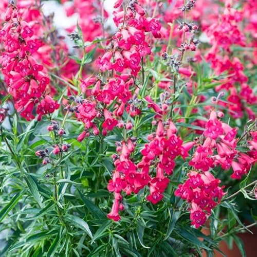 Roter Bartfaden 'Sunburst Ruby' Penstemon x mexicale - frosthart Roter Bartfaden 'Sunburst Ruby' Penstemon x mexicale - frosthart von Grow Your Secret Garden
