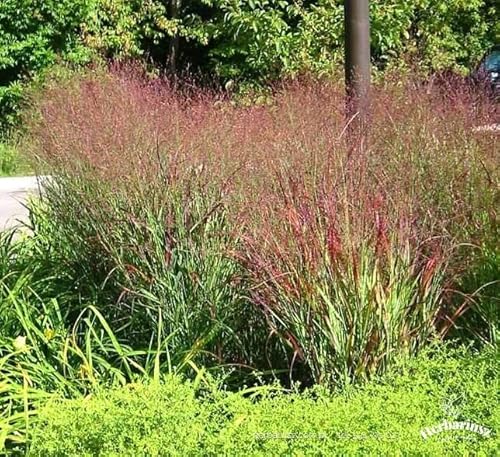 Rutenhirse rot Rotstrahlbusch (Panicum virgatum) 40 Samen von Grow Your Secret Garden