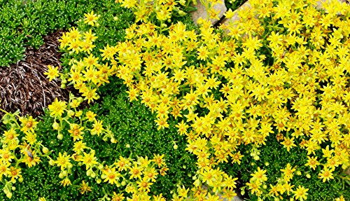 SEDUM selskianum 30 Samen - Spirit -Erstaunliche gelbe Farbe von Grow Your Secret Garden