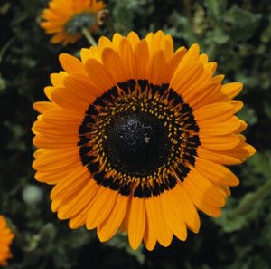 SONNENBLUME 50 Samen, Orange ASTER, Venidium fastuosum (Daisy Cape Orange) von Grow Your Secret Garden