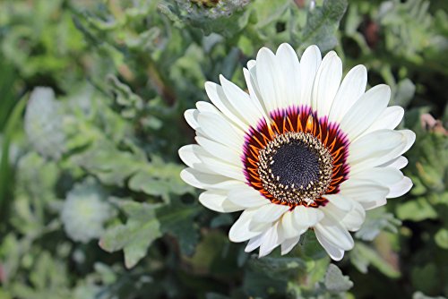 SONNENBLUME 50 Samen, WEISS ASTER, Venidium fastuosum (Daisy Cape White) von Grow Your Secret Garden