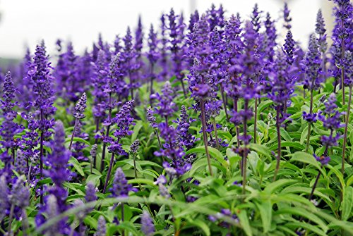 Salbei, Ziersalbei 'Blaukönigin' 30 Samen - Salvia x superba von Grow Your Secret Garden