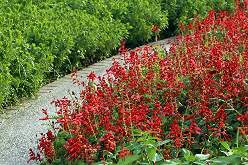 Salvia coccinea - Blutsalbei 50 Samen von Grow Your Secret Garden