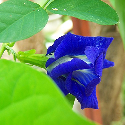 Schamblume 5 Samen Klitorie, Schmetterlingswein blau (Clitoria Blue) von Grow Your Secret Garden