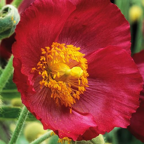 Scheinmohn "Frances Perry" (Meconopsis cambrica) 50 Samen von Grow Your Secret Garden