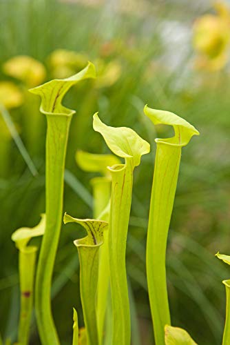Schlauchpflanze Gelb 5 Samen (Sarracenia Flava) Pitcher Yellow von Grow Your Secret Garden